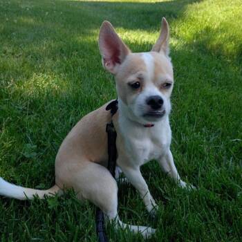Chihuahua Dogs Available for Adoption in Waterford, New Jersey - KERRY | PetCurious