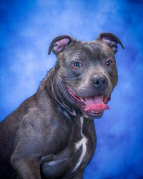 Pit Bull Terrier Dogs Available for Adoption - TANNER (0443) | PetCurious