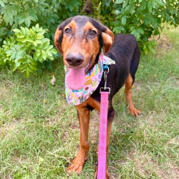 Whips -  Whippet and Mixed Breed Dog for Adoption in Austin, Texas - Whips | PetCurious