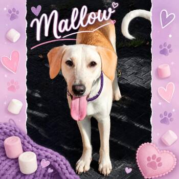 Mallow -  Hound and Yellow Labrador Retriever Dog for Adoption in Shinnston, West Virginia - Mallow | PetCurious