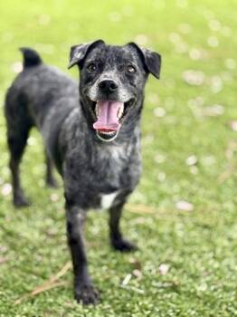 Kado - 2 -  Chihuahua and Dachshund Dog for Adoption in Daytona Beach, Florida - Kado - 2 | PetCurious