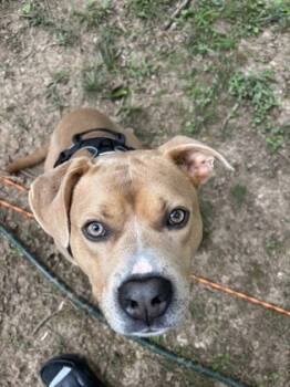 Rescue Mixed Breed Dogs for Adoption in Chamblee, Georgia - Yujiro- IN FOSTER | PetCurious