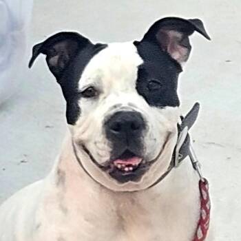 Randa -  American Staffordshire Terrier and Mixed Breed Dog for Adoption in Corpus Christi, Texas - Randa | PetCurious