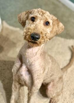 Sally -  Goldendoodle Dog for Adoption in Leicester, Massachusetts - Sally | PetCurious