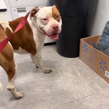 Princeton -  Pit Bull Terrier Dog for Adoption in Philadelphia, Pennsylvania - Princeton | PetCurious