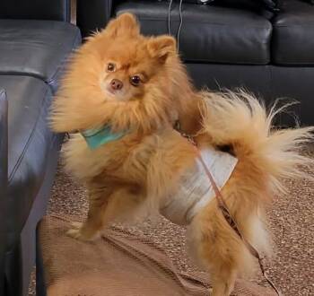 Rescue Pomeranian Dogs for Adoption in Marysville, Ohio - Papi | PetCurious