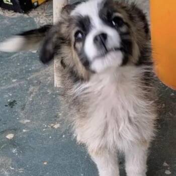 Papillon and Chihuahua Dogs Available for Adoption - Stella | PetCurious