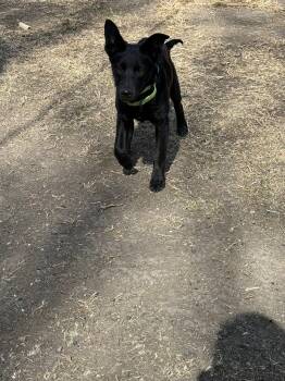 Flat Coated Retriever Dogs Available for Adoption - Ham | PetCurious