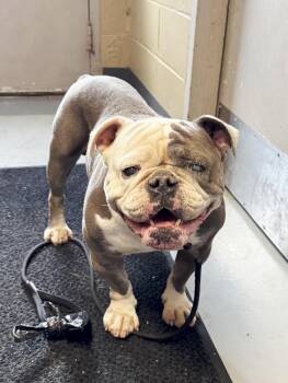 Rescue Bulldog Dogs for Adoption in Perth Amboy, New Jersey - Frank | PetCurious