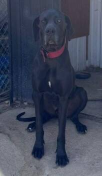 Tank -  Great Dane Dog for Adoption in Larkspur, Colorado - Tank | PetCurious