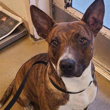 STAR -  American Staffordshire Terrier Dog for Adoption in San Antonio, Texas - STAR | PetCurious