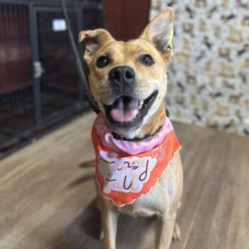 Mixed Breed Dogs Available for Adoption - Shelby | PetCurious