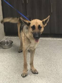 German Shepherd Dog and Mixed Breed Dogs Available for Adoption in Conroe, Texas - A428384 | PetCurious