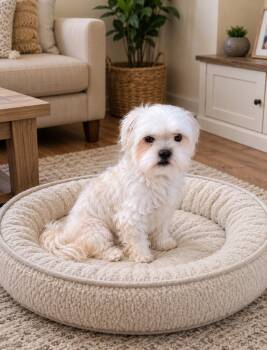 Willow -  Maltese Dog for Adoption in Las Vegas, Nevada - Willow | PetCurious