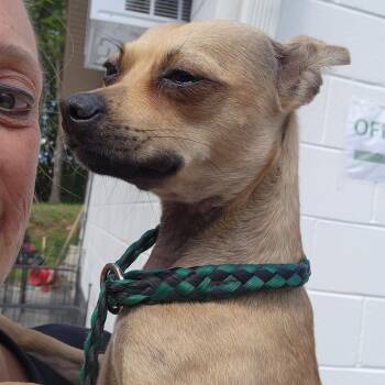 Chihuahua Dogs Available for Adoption in Evensville, Tennessee - Missy | PetCurious