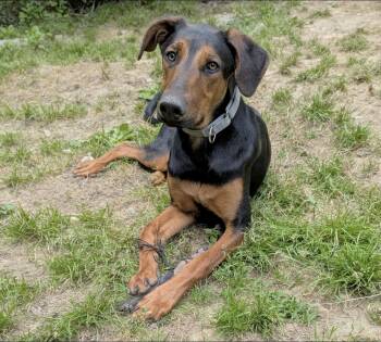 Kirk -  Doberman Pinscher Dog for Adoption in Huntingtown, Maryland - Kirk | PetCurious