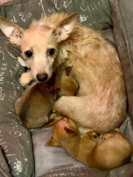 Elyse -  Chihuahua and Poodle Dog for Adoption in Carson City, Nevada - Elyse | PetCurious