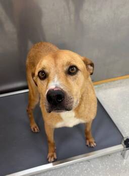 MJ -  Hound Dog for Adoption in Marietta, Georgia - MJ | PetCurious