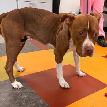 Ophelia -  Mixed Breed Dog for Adoption in Philadelphia, Pennsylvania - Ophelia | PetCurious