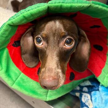 Dachshund Dogs Available for Adoption in Nashville, Tennessee - Luna | PetCurious