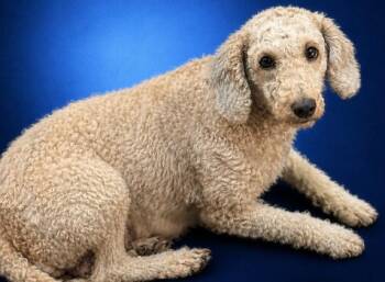 Bernice 7048 -  Poodle Dog for Adoption in Boca Raton, Florida - Bernice 7048 | PetCurious