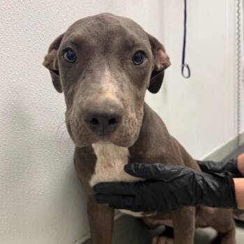 Swoopes -  Terrier Dog for Adoption in Abilene, Texas - Swoopes | PetCurious