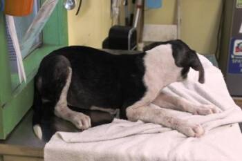 Duffy -  Labrador Retriever and Mixed Breed Dog for Adoption in Picayune, Mississippi - Duffy | PetCurious