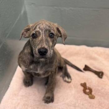 Rebel -  Mixed Breed Dog for Adoption in Asheville, North Carolina - Rebel | PetCurious