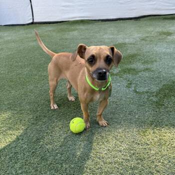 Concha -  Chihuahua Dog for Adoption in San Diego, California - Concha | PetCurious