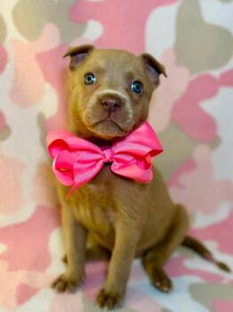 Petunia -  Labrador Retriever and Black Mouth Cur Dog for Adoption in Barnhart, Missouri - Petunia | PetCurious