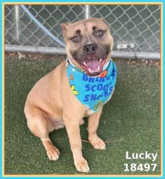 Pit Bull Terrier and Shepherd Dogs Available for Adoption in Marietta, Georgia - LUCKY | PetCurious