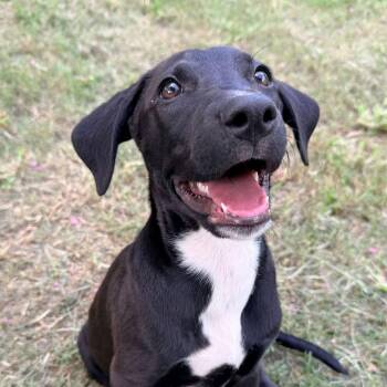Klondike -  Pit Bull Terrier Dog for Adoption in Ayden, North Carolina - Klondike | PetCurious