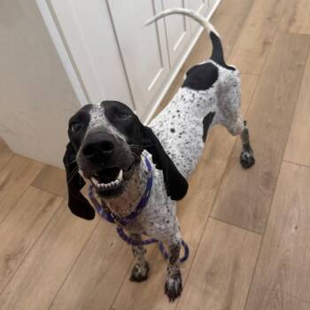 Billie Jean -  Bluetick Coonhound Dog for Adoption in Dallas, Texas - Billie Jean | PetCurious