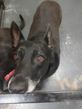 Betty -  Cardigan Welsh Corgi Dog for Adoption in St. Augustine, Florida - Betty | PetCurious