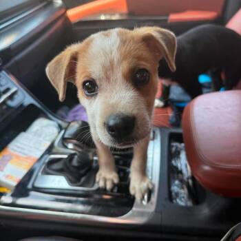 Cappucino -  Labrador Retriever and Mixed Breed Dog for Adoption in Overland Park, Kansas - Cappucino | PetCurious