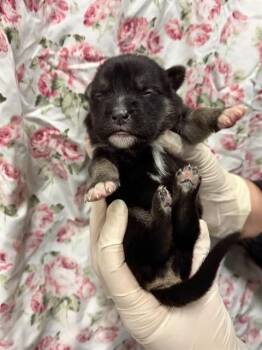 German Shepherd Dog Dogs Available for Adoption - GRANOLA | PetCurious