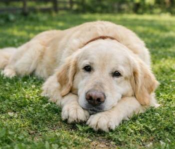 Golden Retriever Dogs Available for Adoption in Crown Point, Indiana - Queenie | PetCurious