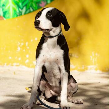 Brigette -  Labrador Retriever and English Pointer Dog for Adoption in New York, New York - Brigette | PetCurious