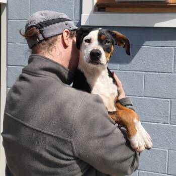 Mixed Breed Dogs Available for Adoption in Hopkinton, Massachusetts - Dino | PetCurious