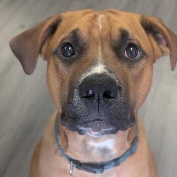 Rescue Boxer Dogs for Adoption in Riverside, California - Paxton | PetCurious