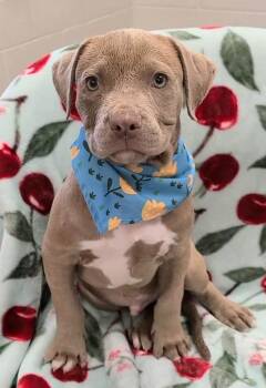 Pit Bull Terrier and Mixed Breed Dogs Available for Adoption - Julian (2026) | PetCurious