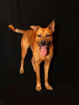 SHEPLEY -  Mixed Breed and German Shepherd Dog Dog for Adoption - SHEPLEY | PetCurious