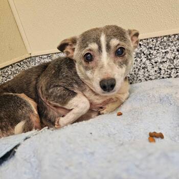 Chihuahua Dogs Available for Adoption - Faith | PetCurious