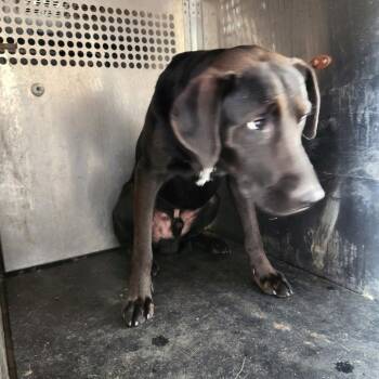 Jefferson -  Black Labrador Retriever Dog for Adoption in Birmingham, Alabama - Jefferson | PetCurious