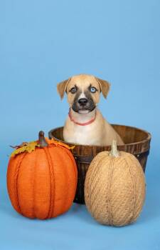 827-26 -  Shepherd Dog for Adoption in Brighton, Colorado - 827-26 | PetCurious