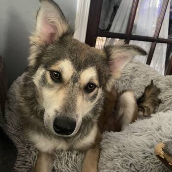 Australian Shepherd and Husky Dogs Available for Adoption in East Lansing, Michigan - Petey | PetCurious
