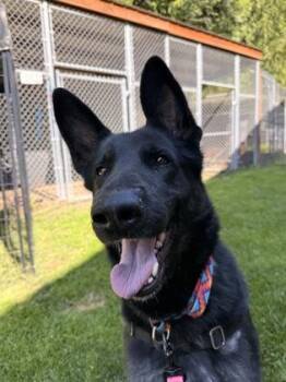 German Shepherd Dog Dogs Available for Adoption in Bellingham, Washington - Bonnie | PetCurious