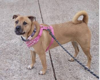 Ruthie -  Labrador Retriever Dog for Adoption in Spring, Texas - Ruthie | PetCurious