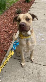 Mixed Breed Dogs Available for Adoption in Clinton, Wisconsin - Sunny | PetCurious