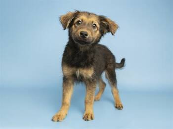 CHOCOLATE -  German Shepherd Dog Dog for Adoption in Phoenix, Arizona - CHOCOLATE | PetCurious